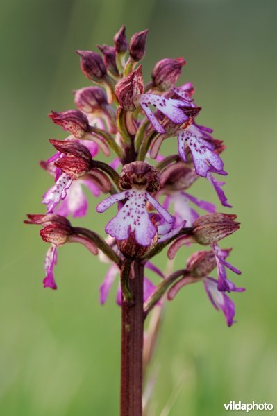 Purperorchis