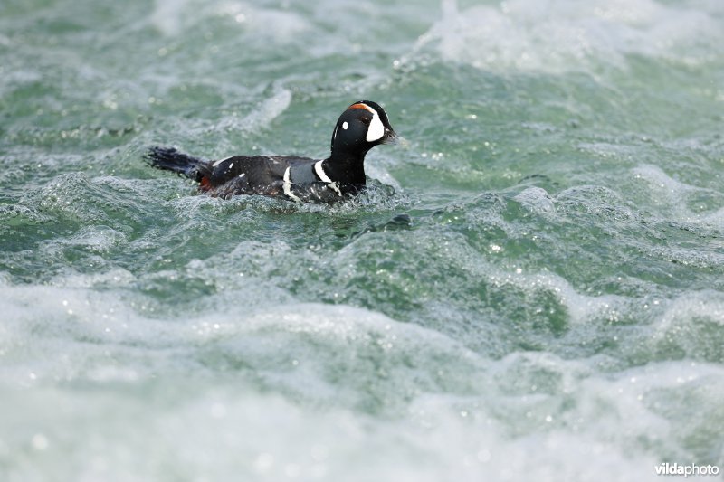 Harlekijneend op rivier
