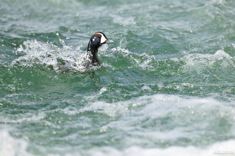 Harlekijneend op rivier