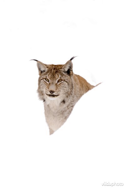 Lynx in de sneeuw