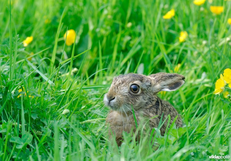 Jong haasje in het gras