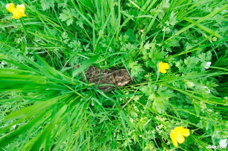 Jong haasje in het gras