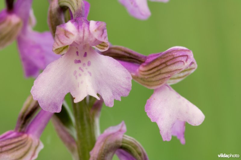 Harlekijnorchis