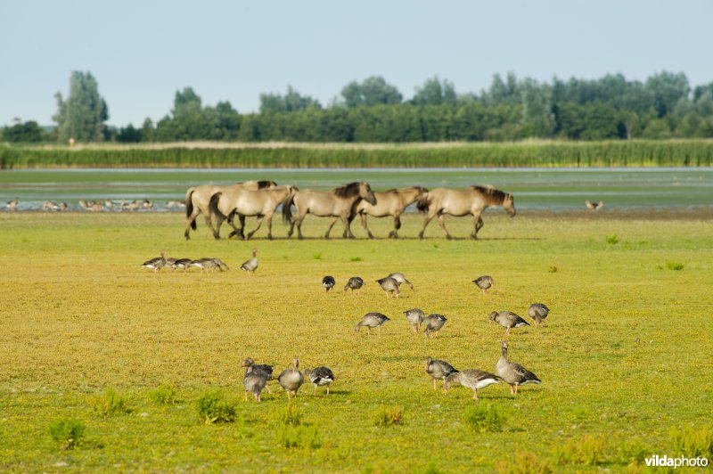 Koniks en grauwe ganzen