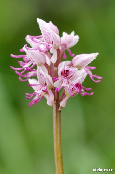 Aapjesorchis