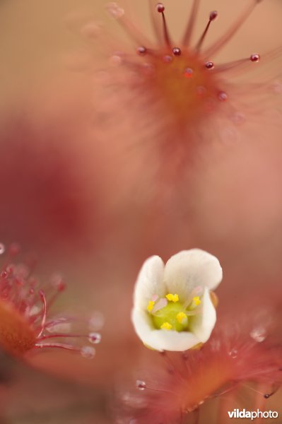 Bloem van Kleine zonnedauw