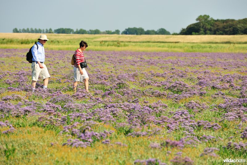 Wandelen tussen de bloeiende Lamsoor in het Zwin