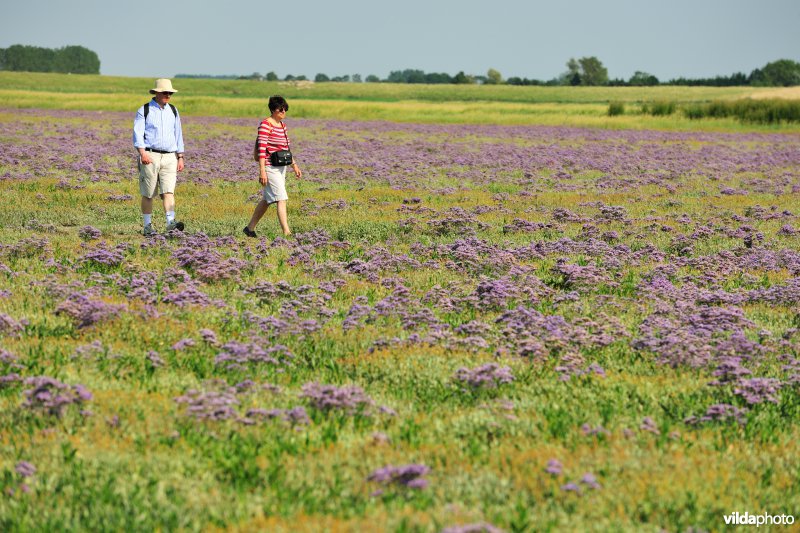 Wandelen tussen de bloeiende Lamsoor in het Zwin