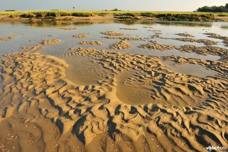 Verzandende Zwingeul bij laagtij