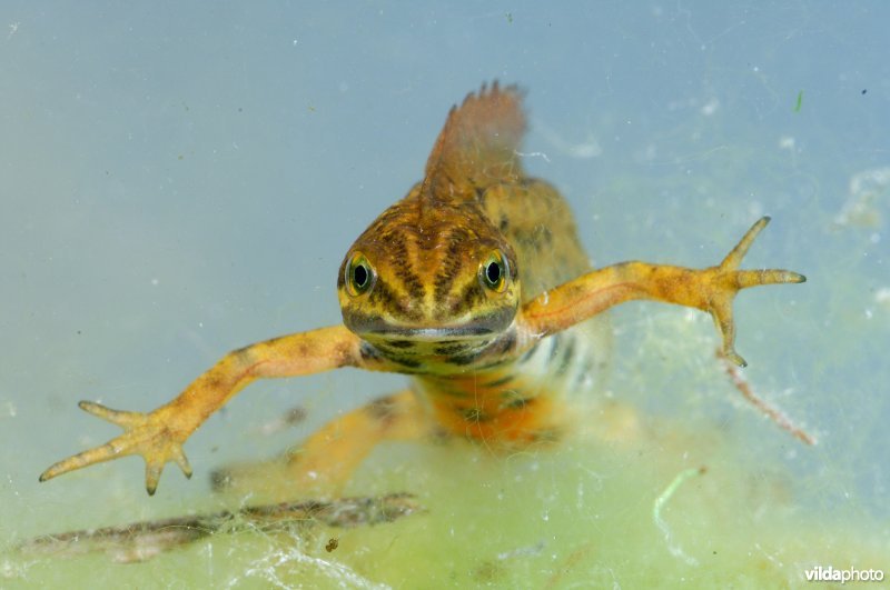 Kleine watersalamander in prachtkleed