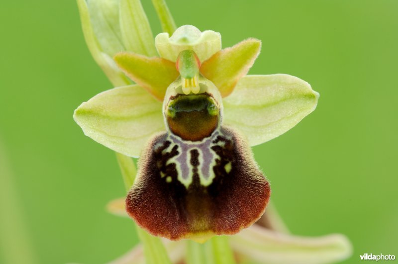 Hybride Hommelorchis en spinnenorchis