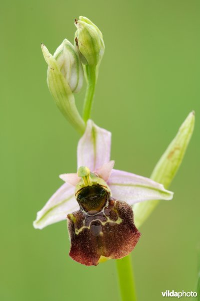 Hommelorchis