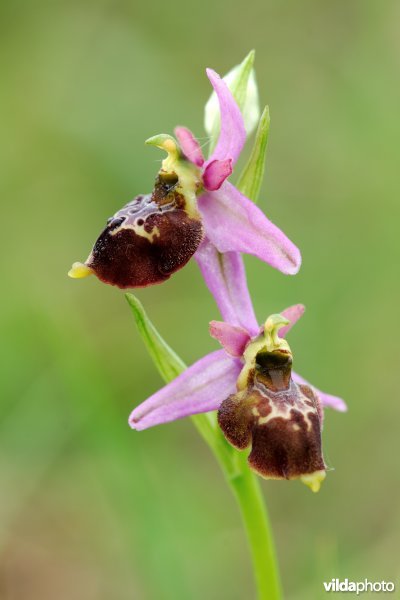 Hommelorchis