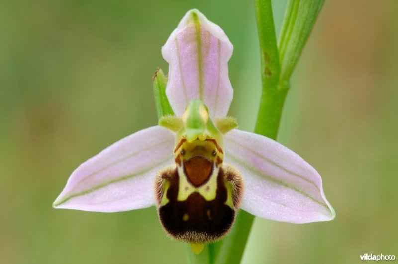 Bijenorchis