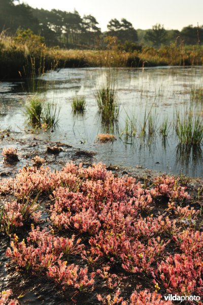 Natuurreservaat De Teut