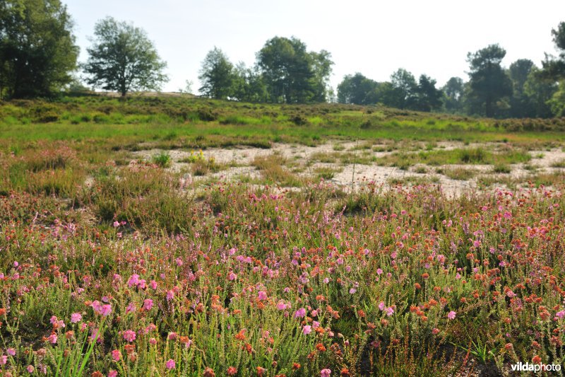 Vlaams Natuurreservaat Tenhaagdoornheide