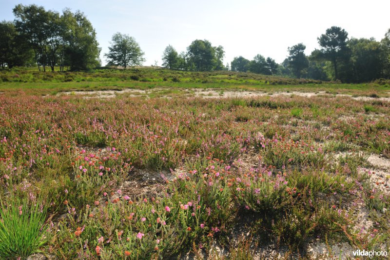 Vlaams Natuurreservaat Tenhaagdoornheide