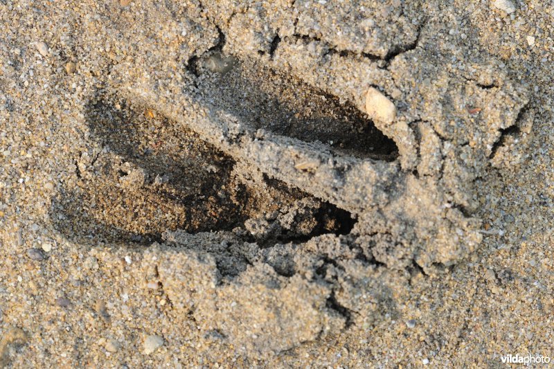 Spoor van ree