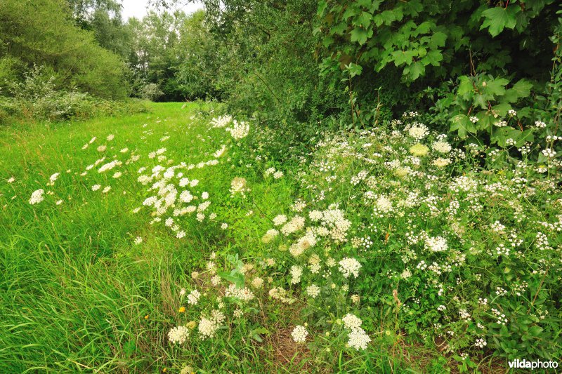 Kanaalbos