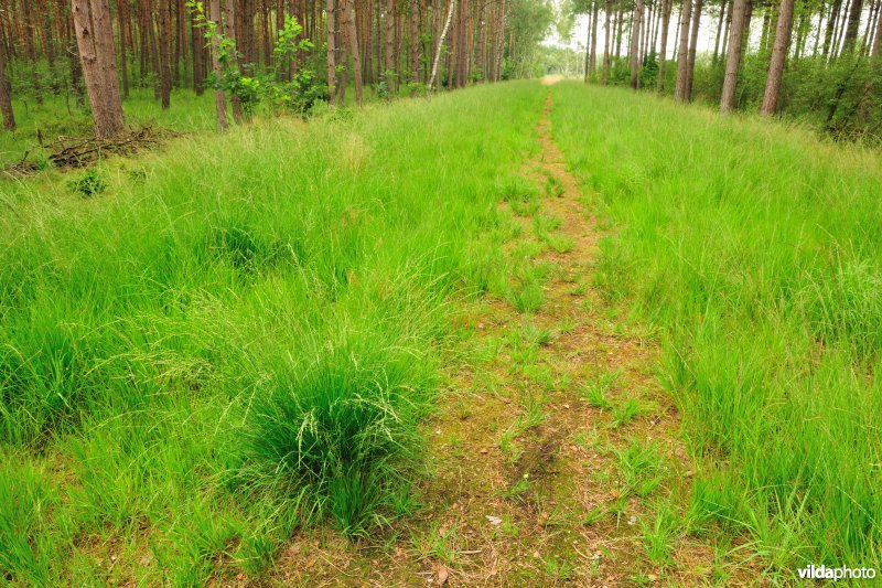 Wandelpad in de naaldbossen in de Zijpbeekvallei