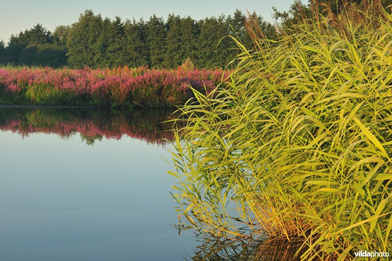 Het Molsbroek