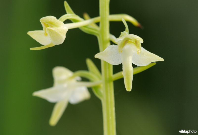 Bergnachtorchis