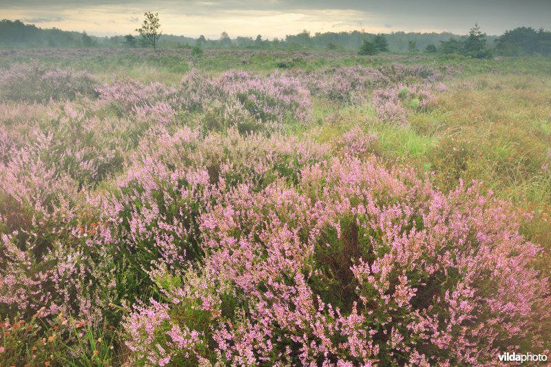 Neerharerheide in de Zijpbeekvallei