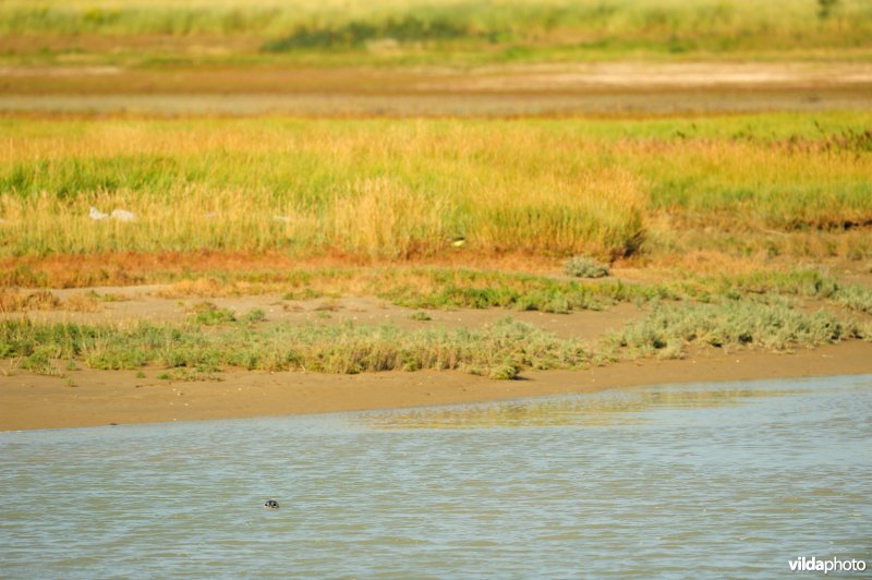 Zeehond in de IJzermonding