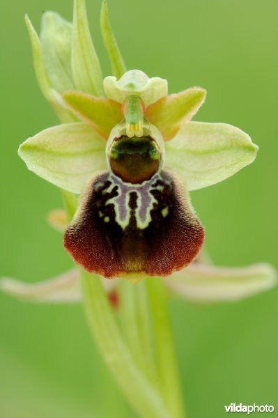Spinnenorchis