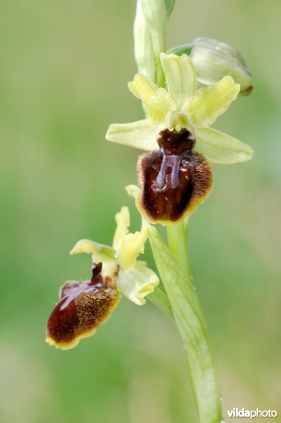 Spinnenorchis