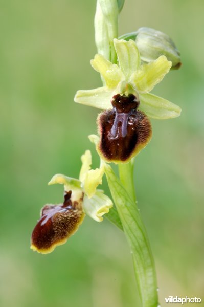 Spinnenorchis
