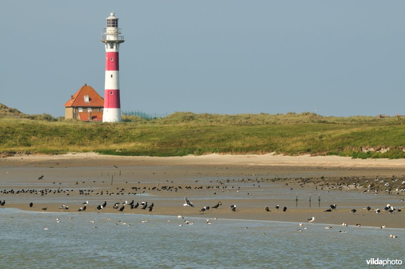 Reservaat De IJzermonding