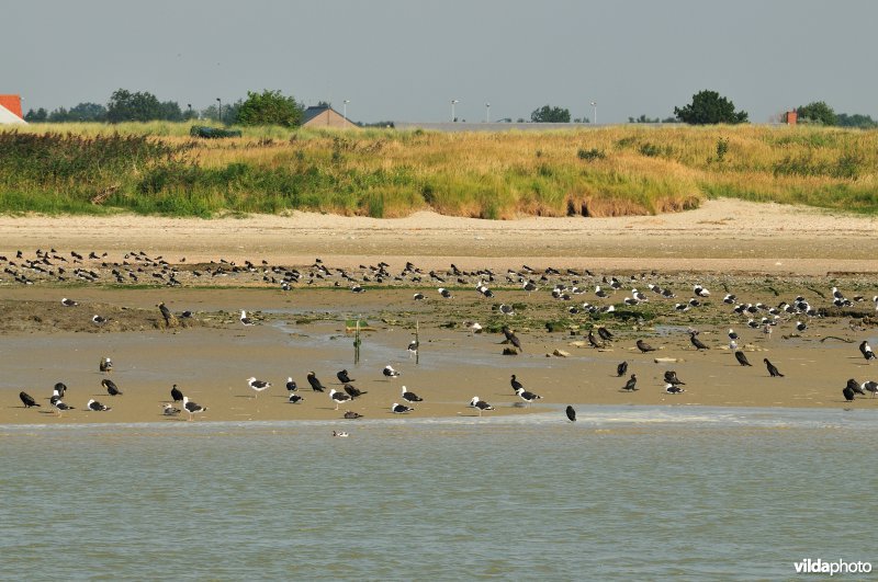 Reservaat De IJzermonding