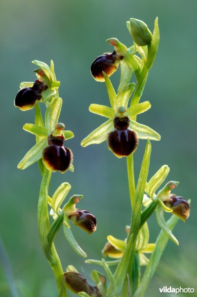 Vroege spinnenorchis