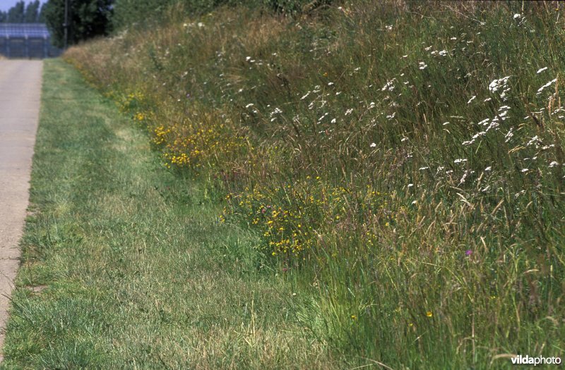 Kruidenrijke wegberm te Zelk-Loksbergen