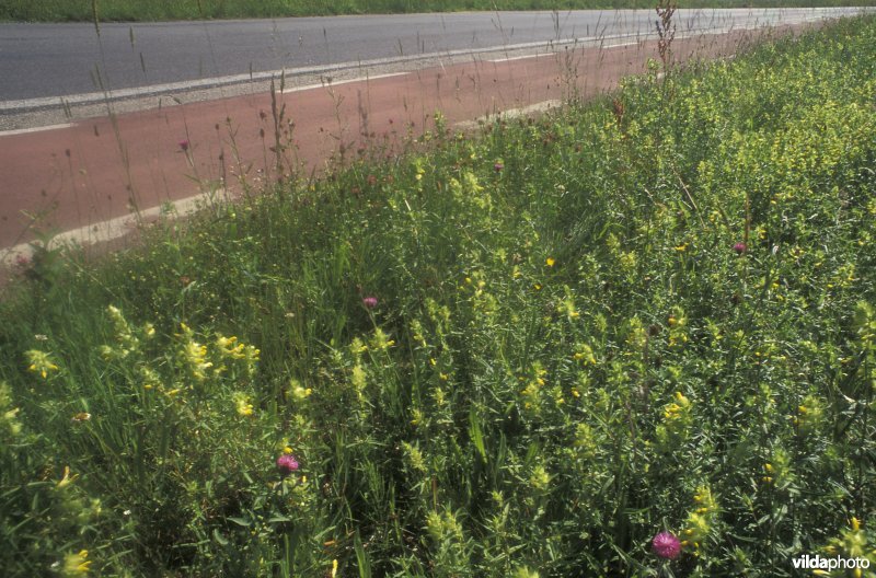 Wegberm te Zonhoven, Caubosstraat