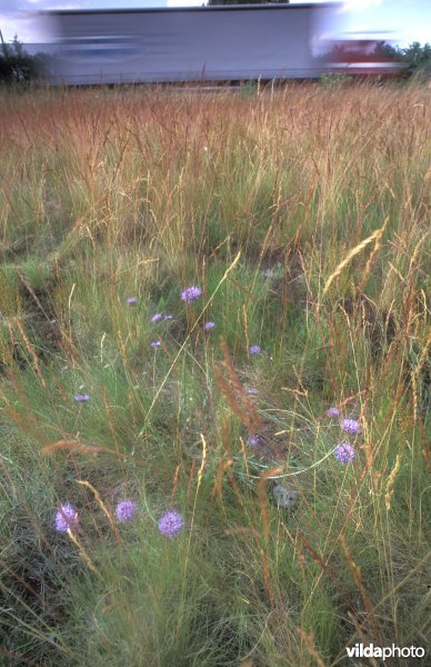 Wegberm met zandblauwtje te Zoersel