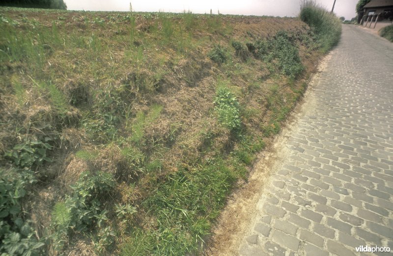 Verruigde wegberm te Mater