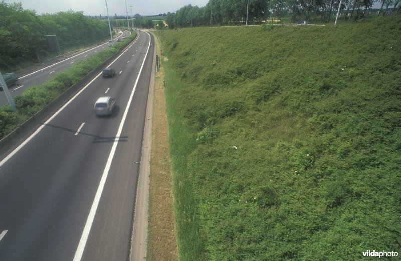 Wegberm met exotische struikjes te Winksele