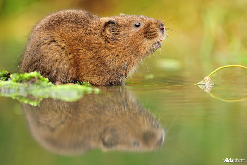 Woelrat