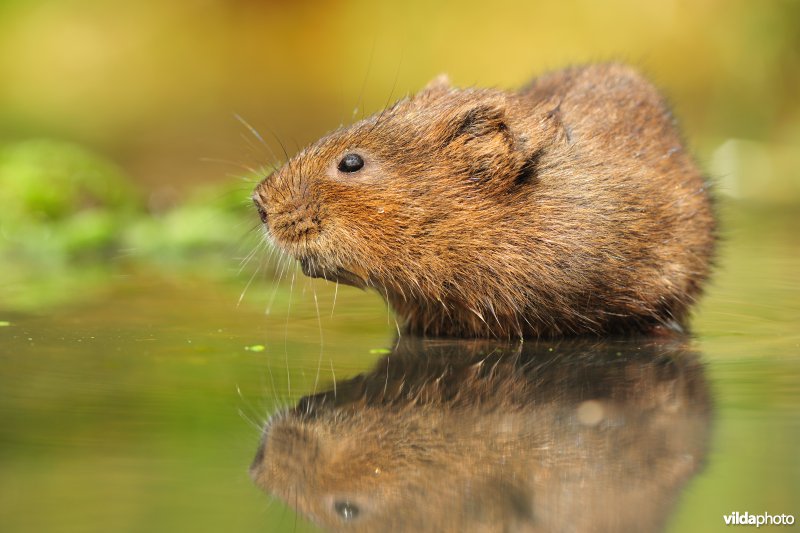 Woelrat