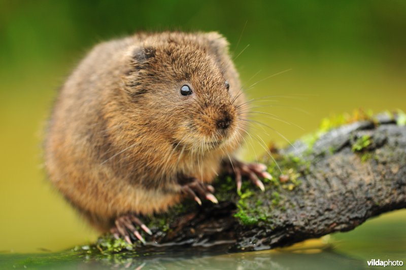 Woelrat