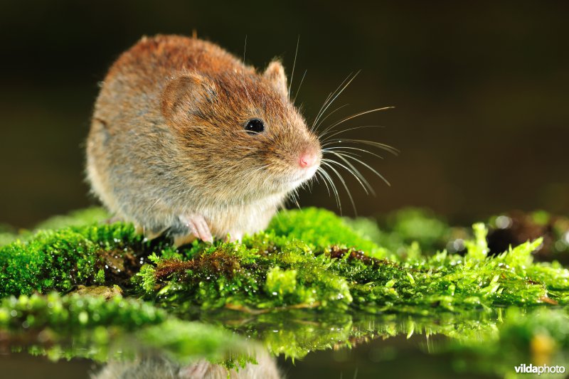 Rosse woelmuis