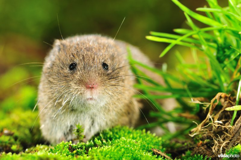 Aardmuis