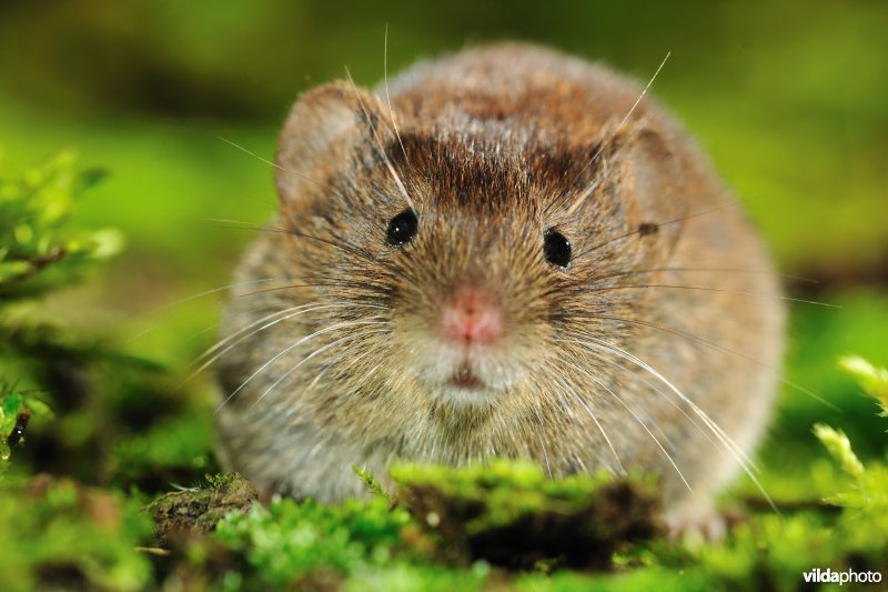 Rosse woelmuis
