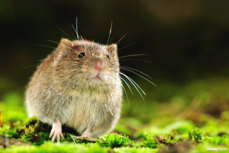 Rosse woelmuis