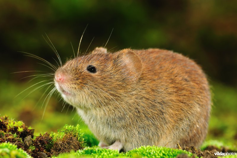 Rosse woelmuis