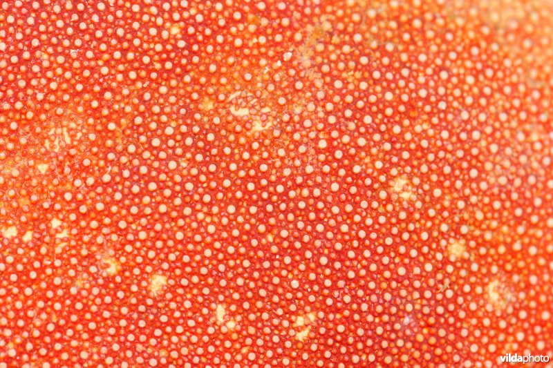 Detail van Noordzeekrab