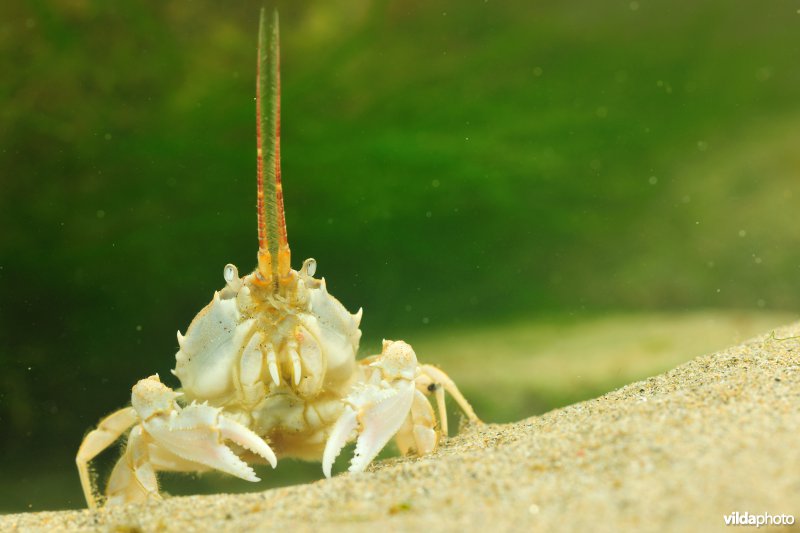 Helmkrab