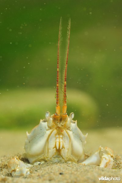 Helmkrab